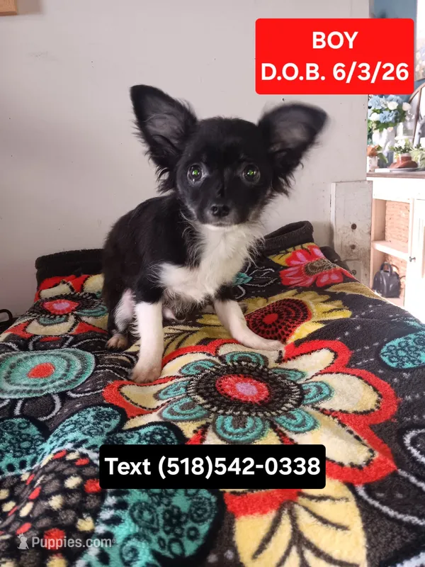 Moe, a male Chihuahua for sale in Duanesburg, NY – 1 of 1