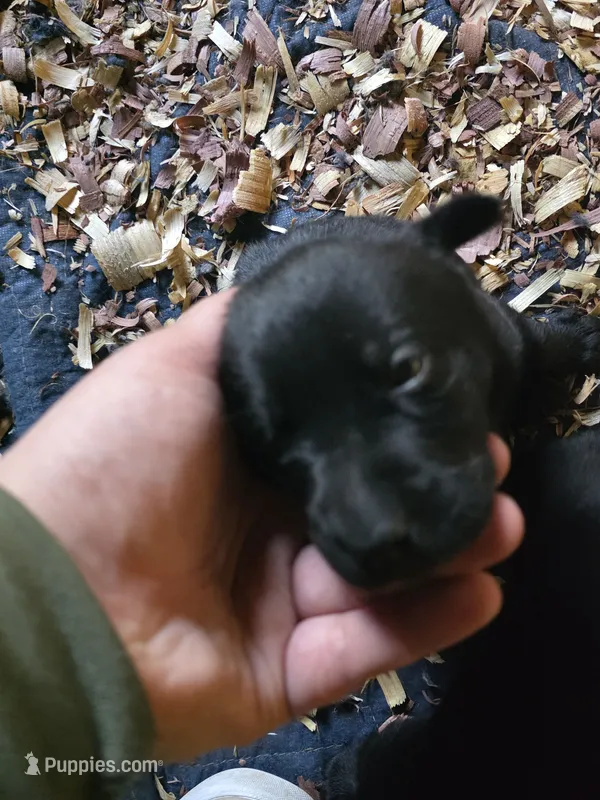 Teddy – Labrador Retriever puppy for sale in Rexford, NY