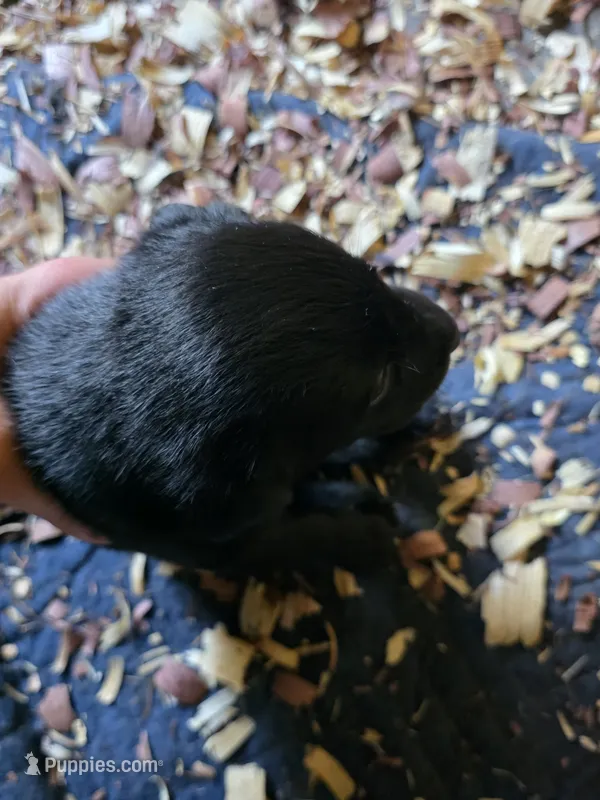 June – Labrador Retriever puppy for sale in Rexford, NY