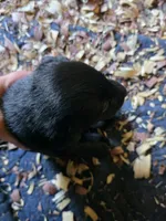 June, a female Labrador Retriever for sale in Rexford, NY – 1 of 1