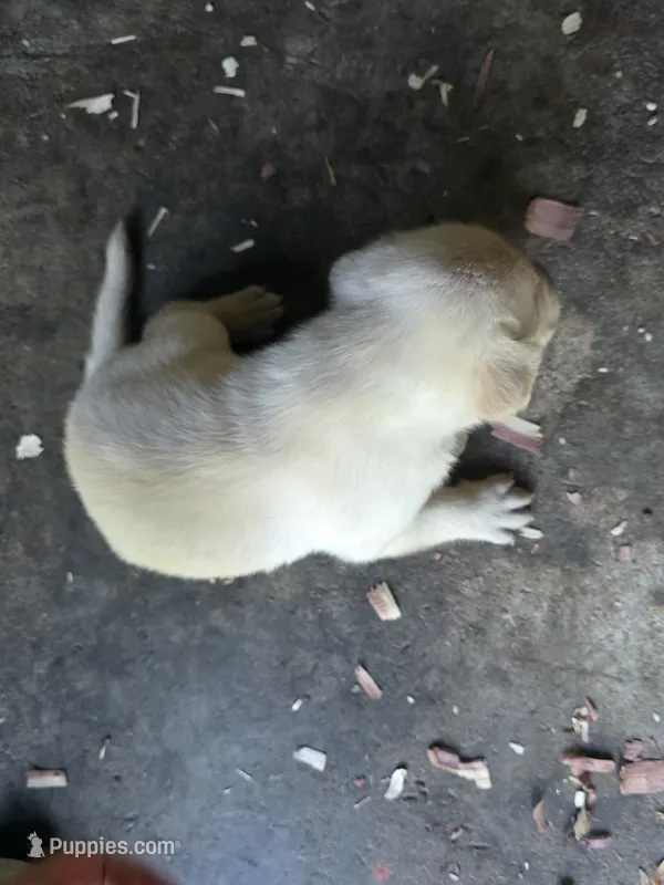 Bruno – Labrador Retriever puppy for sale in Rexford, NY