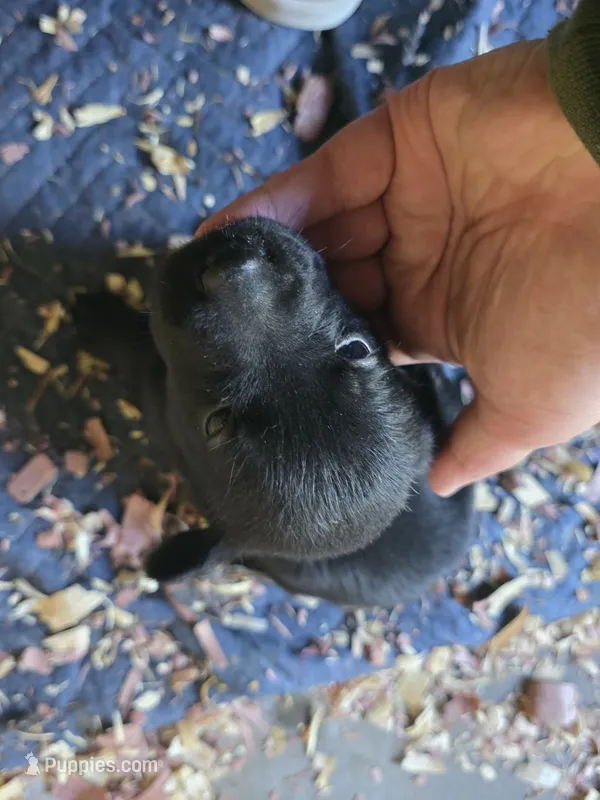 Luna – Labrador Retriever puppy for sale in Rexford, NY