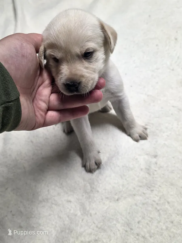 Clara – Labrador Retriever puppy for sale in Rexford, NY