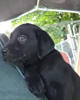 Winston, a male Labrador Retriever for sale in Rexford, NY – 4 of 4