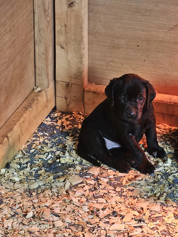 Harvey – Labrador Retriever puppy for sale in Rexford, NY