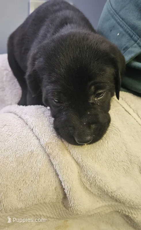 Teddy – Labrador Retriever puppy for sale in Rexford, NY