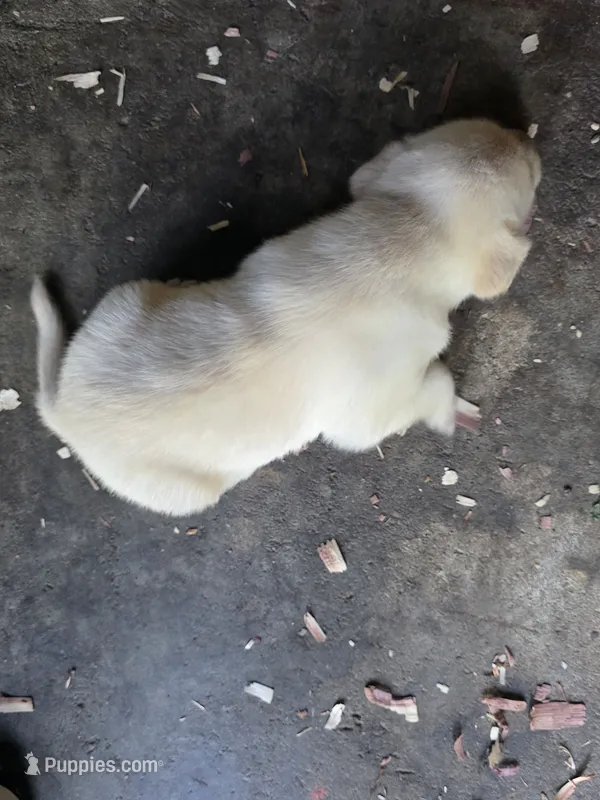 Doug – Labrador Retriever puppy for sale in Rexford, NY
