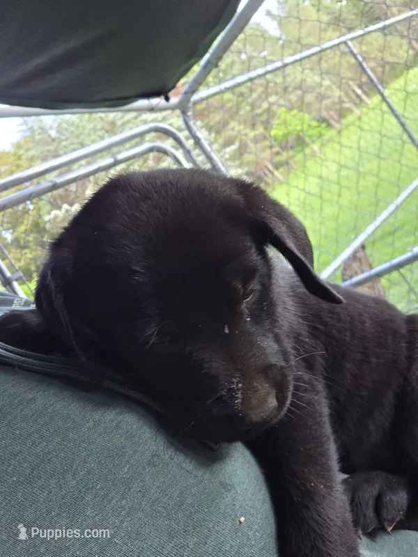 Winston – Labrador Retriever puppy for sale in Rexford, NY
