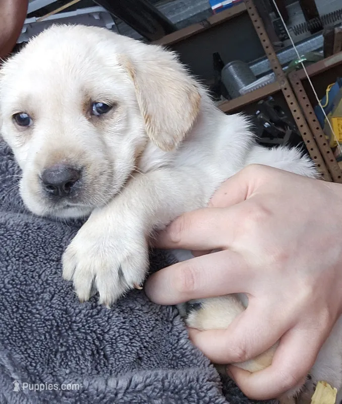 Bruno – Labrador Retriever puppy for sale in Rexford, NY