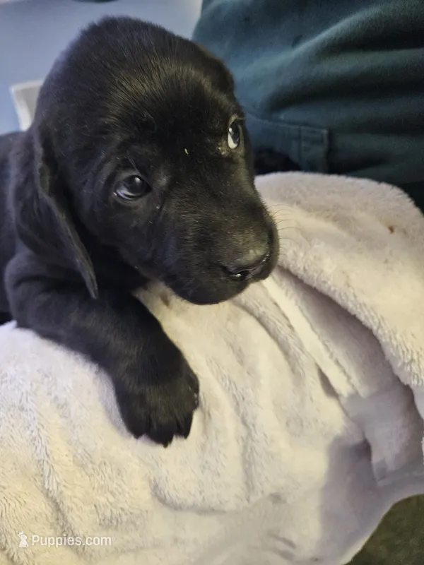 Sam – Labrador Retriever puppy for sale in Rexford, NY