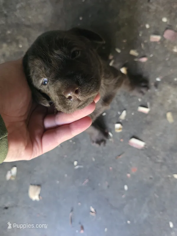 Winston – Labrador Retriever puppy for sale in Rexford, NY