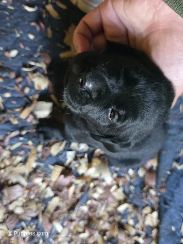 Harvey – Labrador Retriever puppy for sale in Rexford, NY