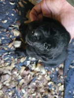 Harvey, a male Labrador Retriever for sale in Rexford, NY – 1 of 1