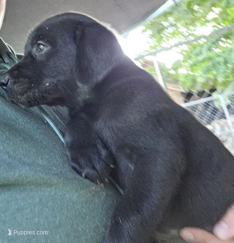 Sam – Labrador Retriever puppy for sale in Rexford, NY
