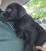 Winston, a male Labrador Retriever for sale in Rexford, NY – 3 of 4