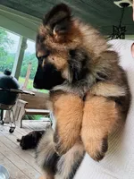 WHITE - LONG COAT, a female German Shepherd Dog for sale in Culleoka, TN – 2 of 9