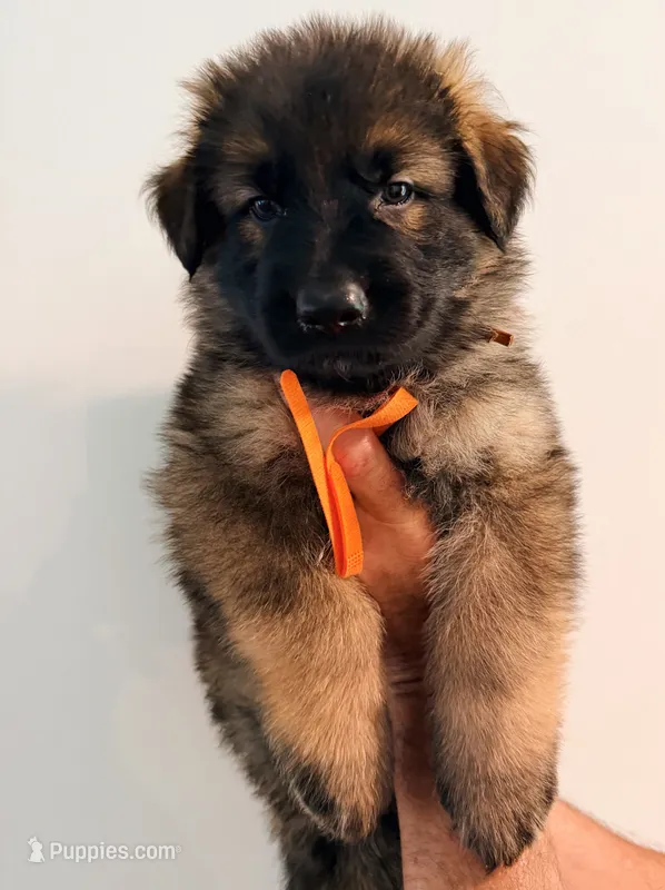 ORANGE - LONG COAT – German Shepherd Dog puppy on hold in Culleoka, TN