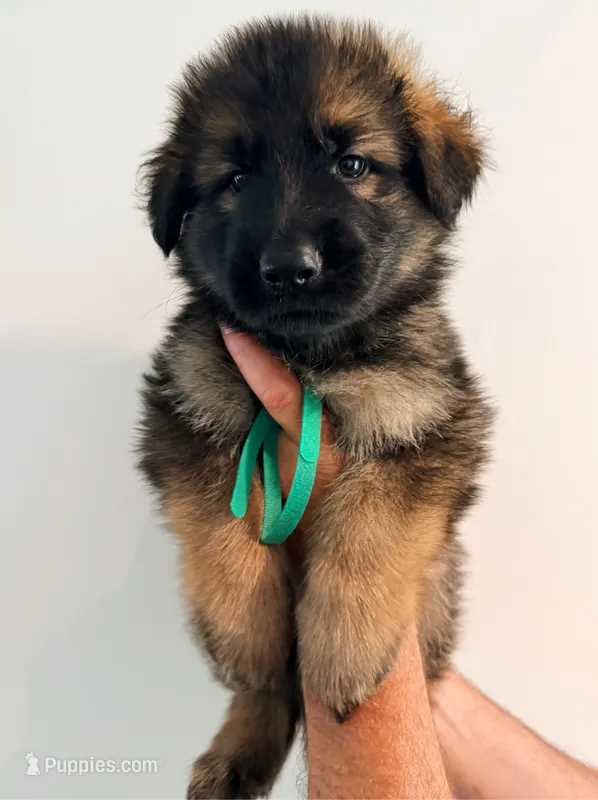 GREEN - LONG COAT – German Shepherd Dog puppy for sale in Culleoka, TN