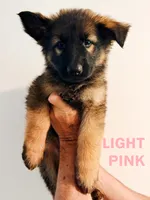 LIGHT PINK - LONG COAT, a female German Shepherd Dog for sale in Culleoka, TN – 1 of 10