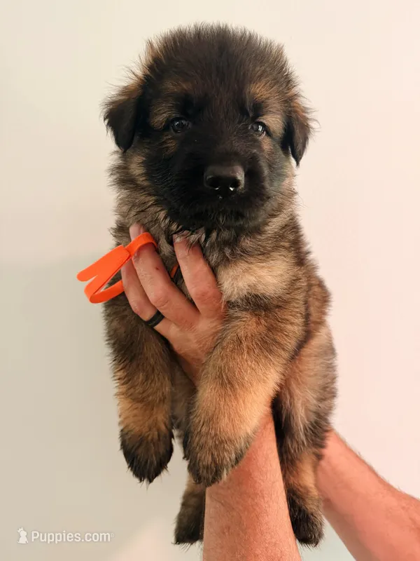 ORANGE - LONG COAT – German Shepherd Dog puppy for sale in Culleoka, TN