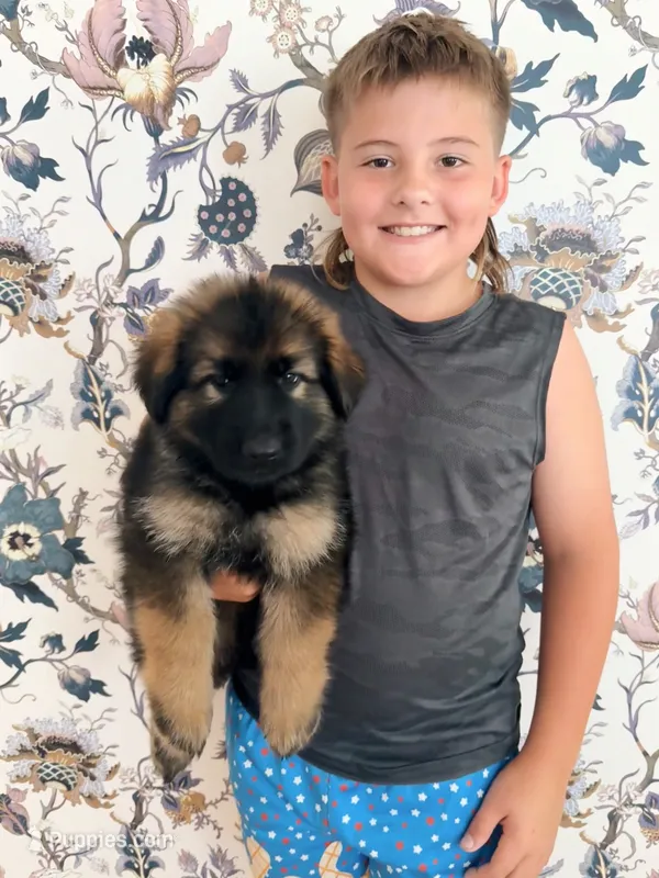 GREEN - LONG COAT – German Shepherd Dog puppy for sale in Culleoka, TN