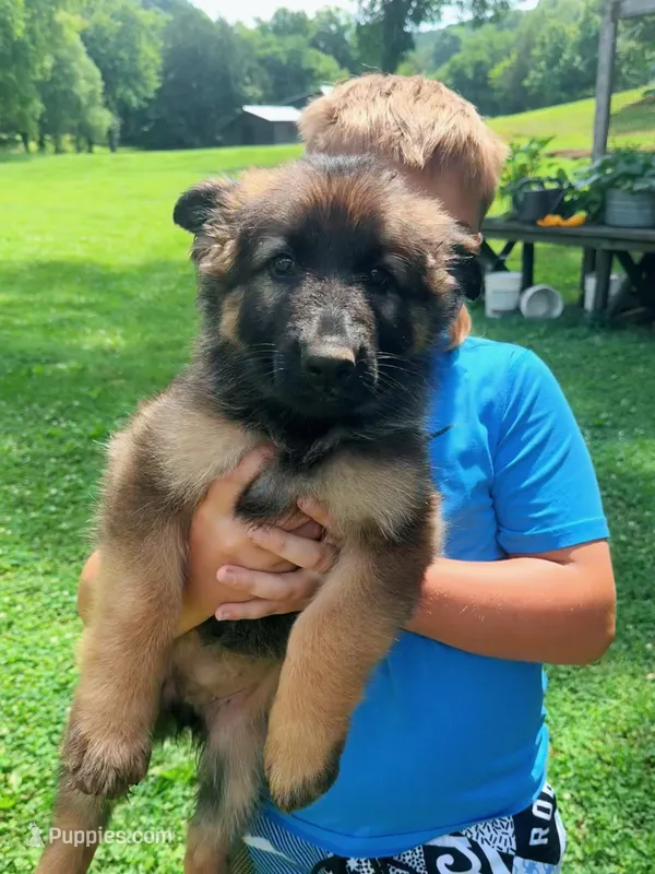 LIGHT PINK - LONG COAT – German Shepherd Dog puppy on hold in Culleoka, TN