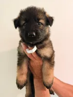 WHITE - LONG COAT, a female German Shepherd Dog for sale in Culleoka, TN – 1 of 9
