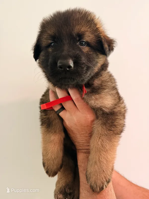 RED - LONG COAT – German Shepherd Dog puppy for sale in Culleoka, TN