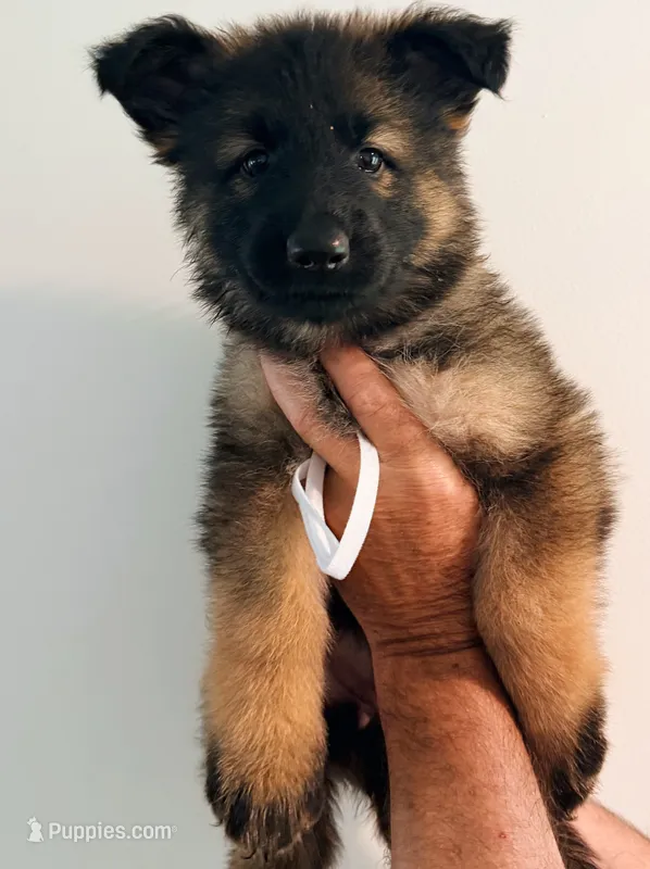 WHITE - LONG COAT – German Shepherd Dog puppy for sale in Culleoka, TN