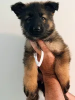 WHITE - LONG COAT, a female German Shepherd Dog for sale in Culleoka, TN – 5 of 9
