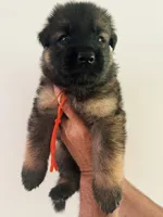 ORANGE - LONG COAT, a male German Shepherd Dog for sale in Culleoka, TN – 2 of 8