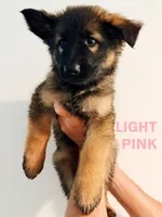 LIGHT PINK - LONG COAT, a female German Shepherd Dog for sale in Culleoka, TN – 2 of 10