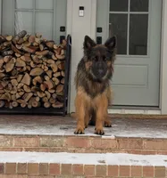 YELLOW - LONG COAT, a male German Shepherd Dog for sale in Culleoka, TN – 7 of 7