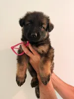 PINK - LONG COAT, a female German Shepherd Dog for sale in Culleoka, TN – 1 of 7