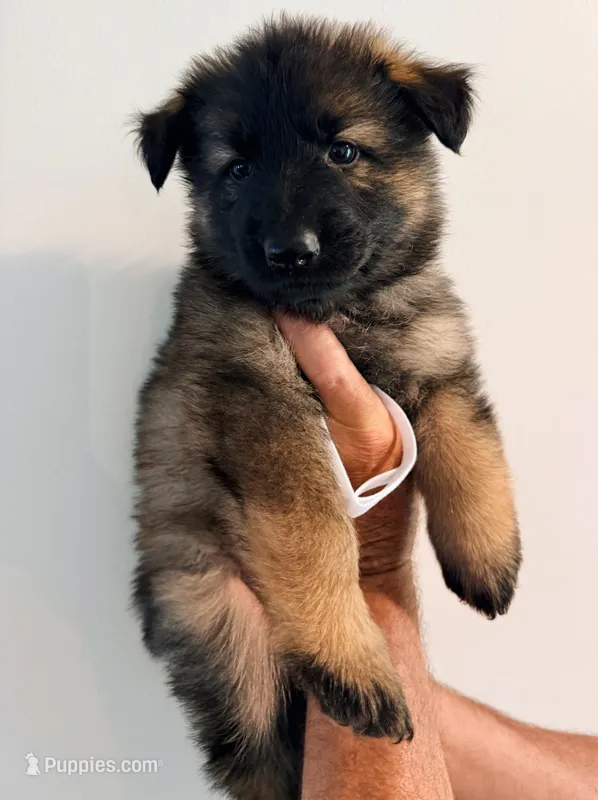 WHITE - LONG COAT – German Shepherd Dog puppy for sale in Culleoka, TN