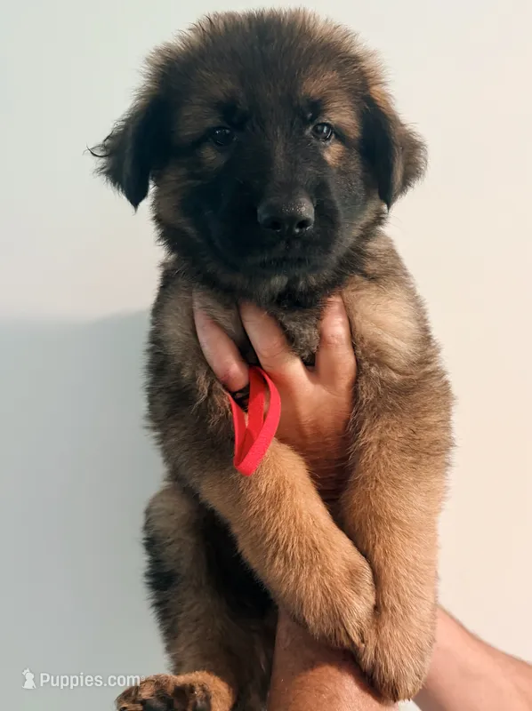 RED - LONG COAT – German Shepherd Dog puppy for sale in Culleoka, TN