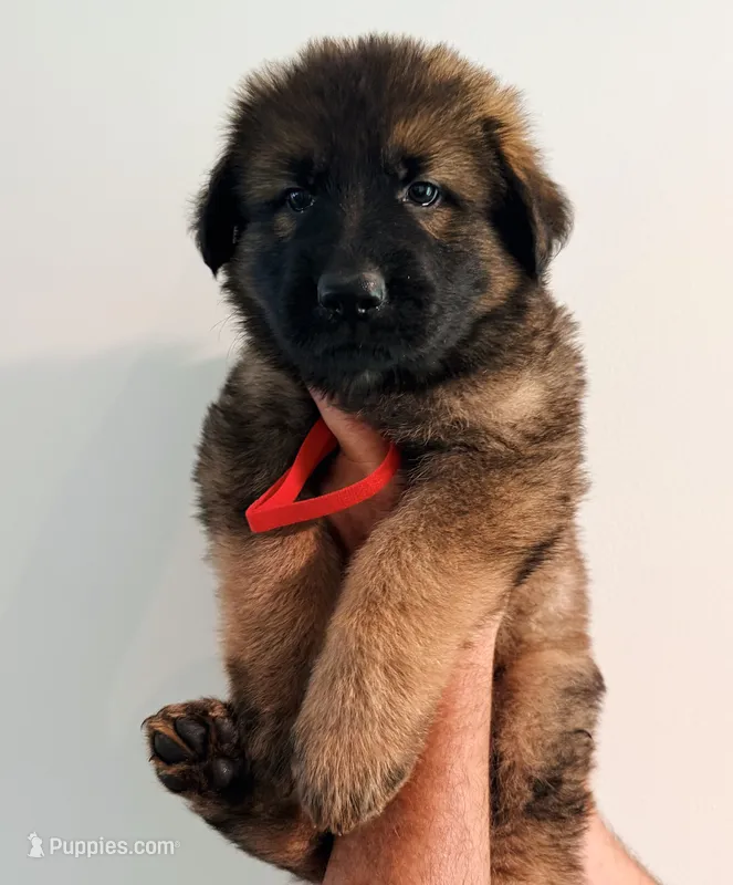 RED - LONG COAT – German Shepherd Dog puppy for sale in Culleoka, TN