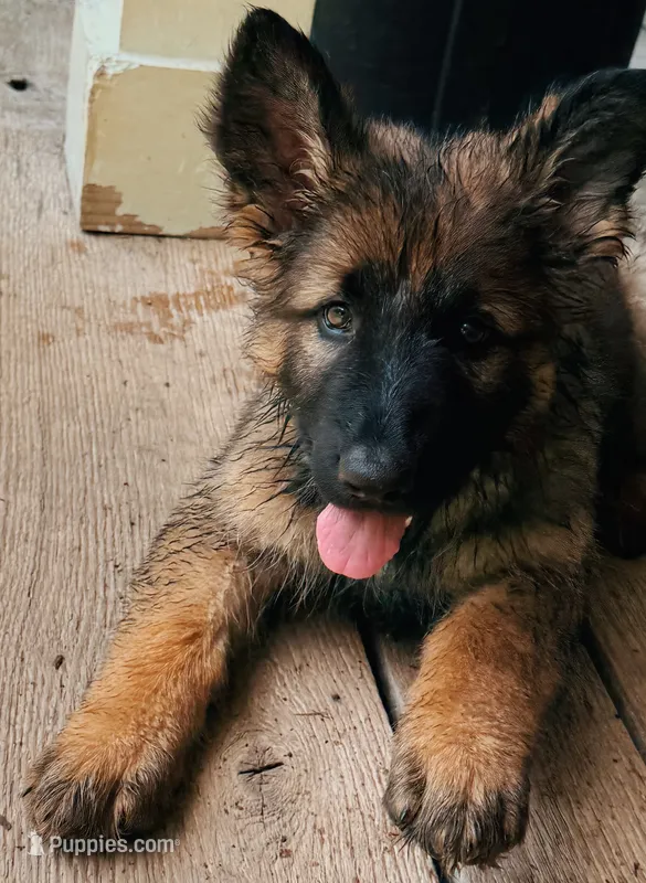 WHITE - LONG COAT – German Shepherd Dog puppy for sale in Culleoka, TN