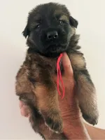 RED - LONG COAT, a female German Shepherd Dog for sale in Culleoka, TN – 2 of 8