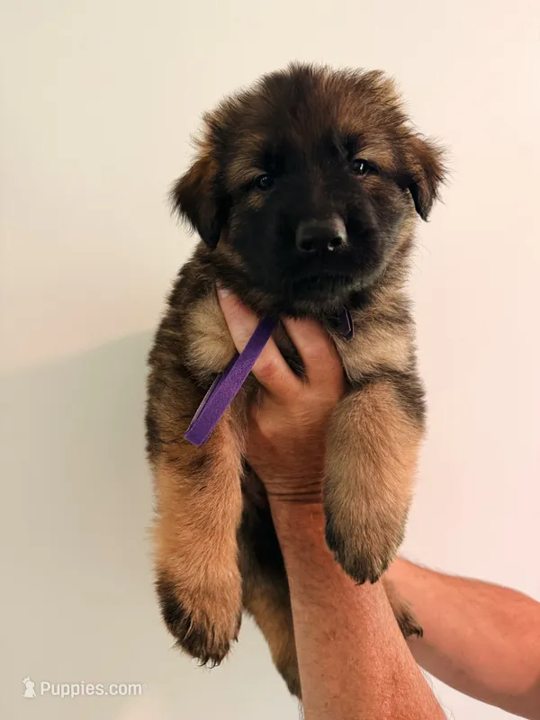 PURPLE - LONG COAT – German Shepherd Dog puppy on hold in Culleoka, TN