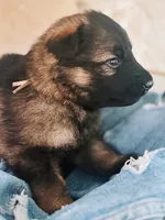 WHITE - LONG COAT, a female German Shepherd Dog for sale in Culleoka, TN – 2 of 9
