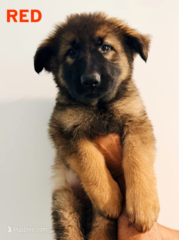 RED - LONG COAT – German Shepherd Dog puppy for sale in Culleoka, TN