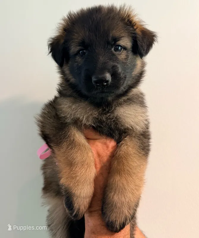 DUSTY ROSE - LONG COAT – German Shepherd Dog puppy for sale in Culleoka, TN