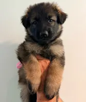 LIGHT PINK - LONG COAT, a female German Shepherd Dog for sale in Culleoka, TN – 4 of 10