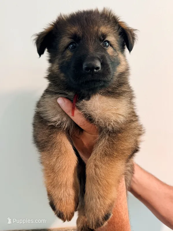 BURGUNDY - LONG COAT – German Shepherd Dog puppy on hold in Culleoka, TN