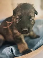 DUSTY ROSE - LONG COAT, a female German Shepherd Dog for sale in Culleoka, TN – 2 of 9