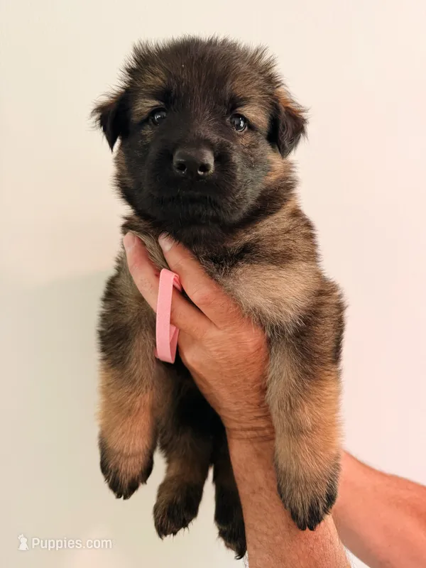 DUSTY ROSE - LONG COAT – German Shepherd Dog puppy for sale in Culleoka, TN