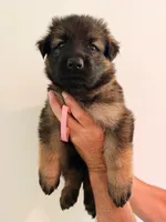 DUSTY ROSE - LONG COAT, a female German Shepherd Dog for sale in Culleoka, TN – 1 of 9