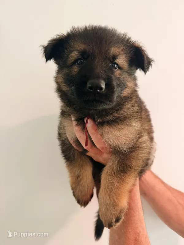 BURGUNDY - LONG COAT – German Shepherd Dog puppy for sale in Culleoka, TN