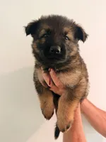 BURGUNDY - LONG COAT, a male German Shepherd Dog for sale in Culleoka, TN – 1 of 7